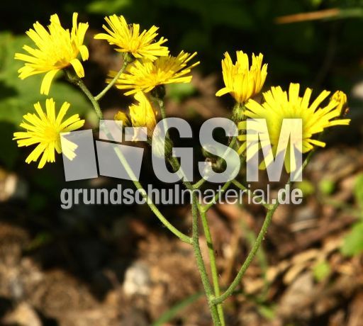 Wiesen-Pippau-092.jpg